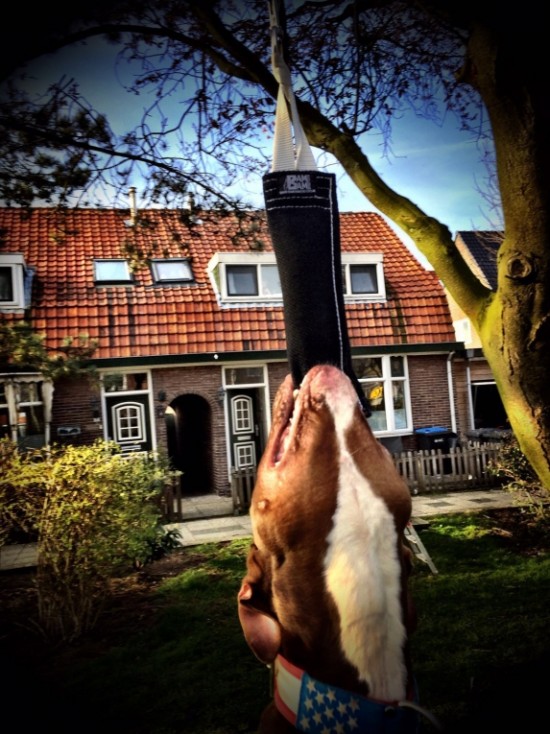 Bijtrol Nylcot Normaal (N) 27 x 7,5 cm