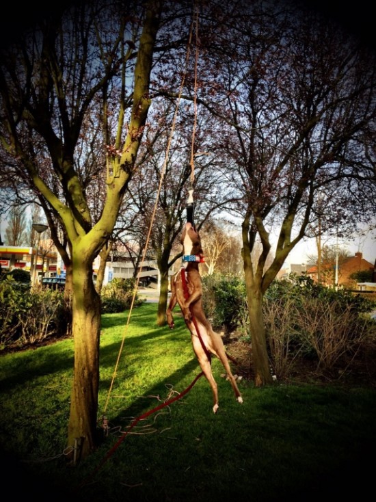 Bijtrol Nylcot Normaal (N) 27 x 7,5 cm