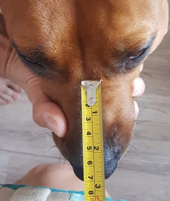 opmeten muilkorf lengte