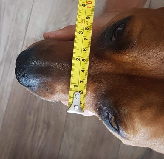 opmeten muilkorf breedte