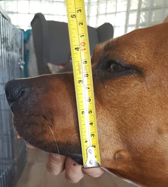 opmeten muilkorf hoogte